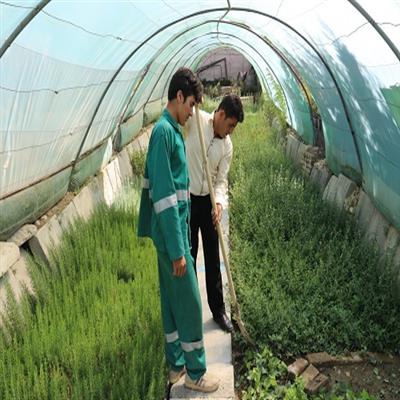 قلمه زنی ۳۰۰ هزار انواع گیاه در گلخانه شهرداری پردیس