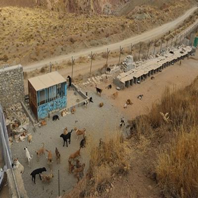 ۴۰۰ قلاده سگ ولگرد توسط شهرداری پردیس زنده گیری شد