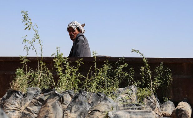 توسعه نهالستان منابع طبیعی دماوند در انتظار تخصیص اعتبار/ تولید ۲۶۰ هزار اصله نهال در نهالستان دماوند
