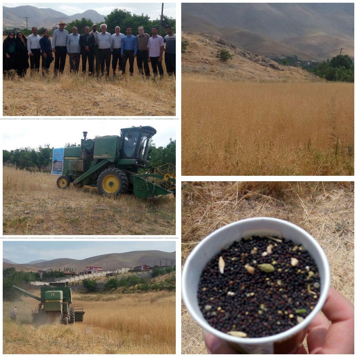 کشت کلزا در ۲۹ هکتار از اراضی دماوند/ گیاه کلزا می‌تواند جایگزین خوبی برای گندم باشد