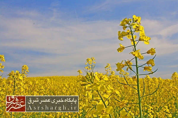 برداشت بیش از ۵۰ تن دانه روغنی کلزا در فیروزکوه