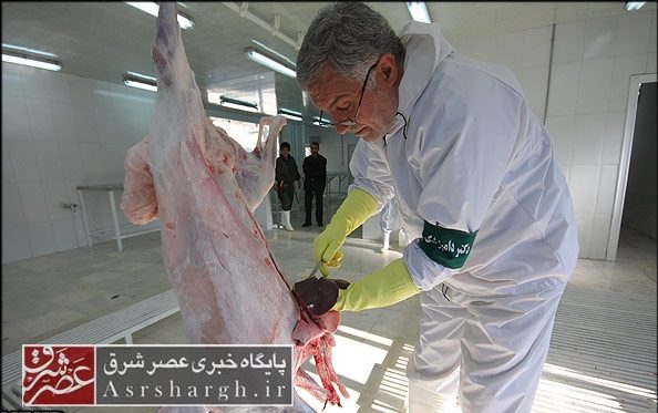 استقرار ۱۱ اکیپ نظارت و بازرسی بر کشتار دام در دماوند و پردیس/ کشتار دام در مراکز مجاز انجام ‌شود