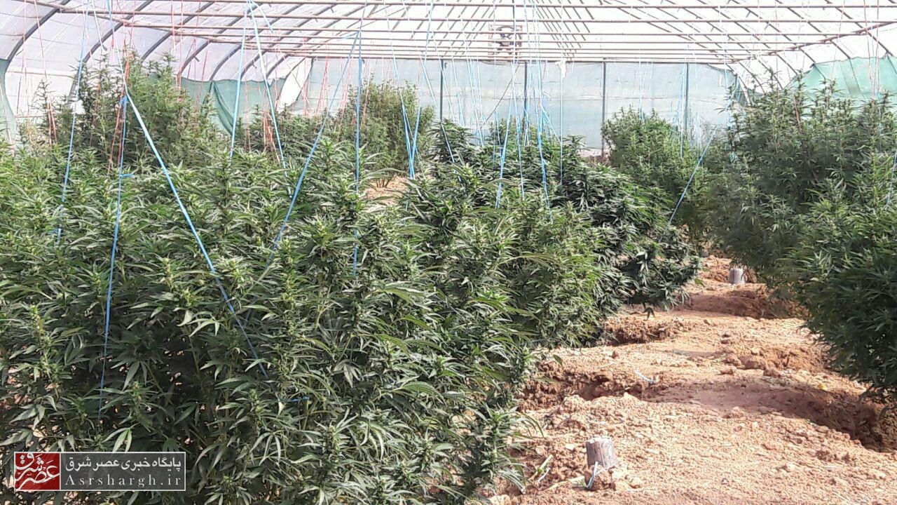 شناسایی ۴ سوله پرورش ماده مخدر «گل» در دماوند/ ۵ نفر دستگیر شدند