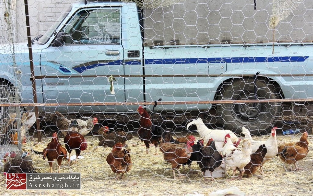 برخورد با ۴ فروشنده غیرمجاز طیور در دماوند و پردیس/ با فروشندگان سیار و غیرمجاز طیور برخورد می‌شود
