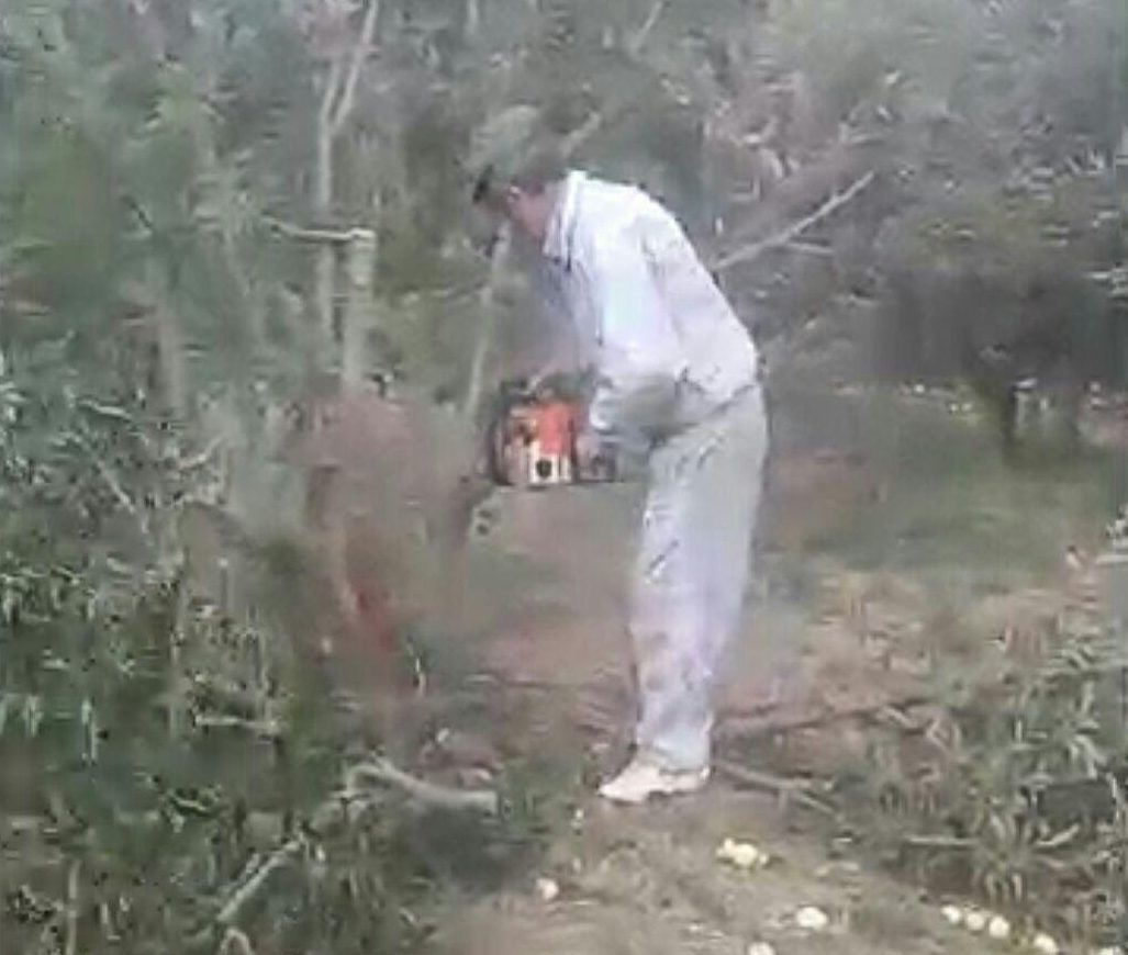 علت قطع ۵۰ اصله نهال درخت سیب توسط باغ‌دار دماوندی/ اصلاح باغ‌ها و جایگزین نهال‌های تجاری در دستور کار قرار دارد