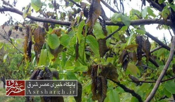 ۷ هزار هکتار از باغات دماوند دچار سرمازدگی شدند/ ۲۰ تا ۸۰ درصد باغهای استان تهران در اثر سرما خسارت دیدهاند