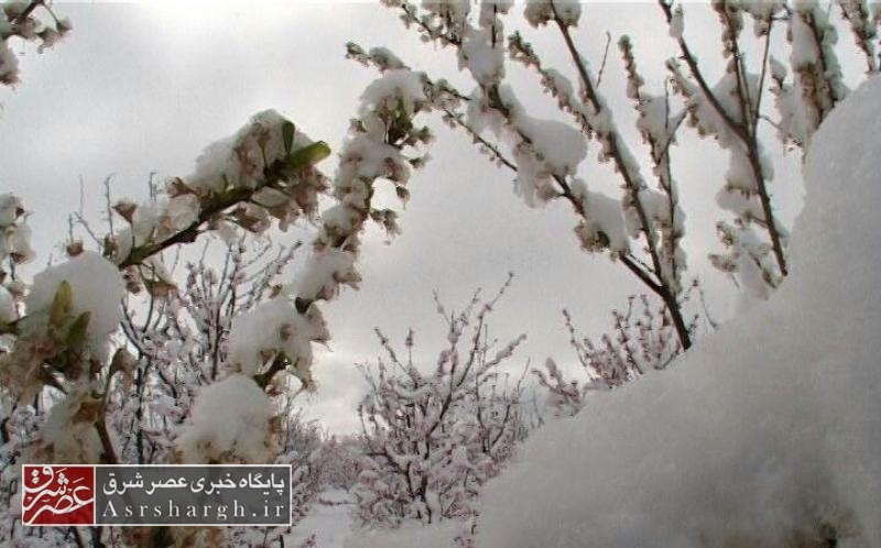 سرما به باغات دماوند امان نداد/ شکوفه‌های باغات دماوند از بین رفت/ امکان تعیین خسارات سرمازدگی فعلاً مقدور نیست