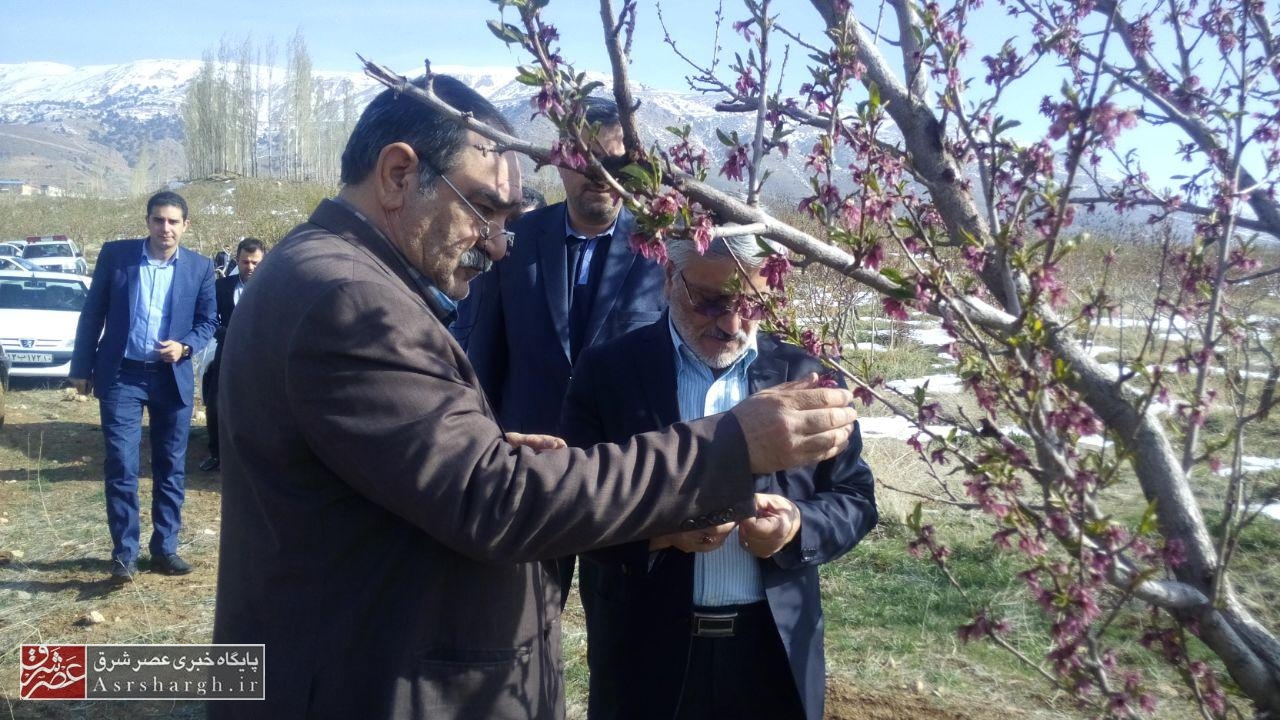 بازدید معاون وزیر جهاد کشاورزی از باغات دماوند و فیروزکوه/ ۵۴۰ میلیارد تومان خسارت به باغداران دماوند وارد شد
