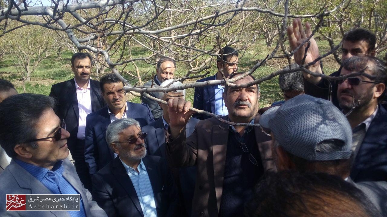 بیشترین خسارات سرمازدگی باغات در دماوند و فیروزکوه است/ ۲۳۰۰ هکتار از باغات دماوند خسارات دیده دماوند بیمه‌ هستند