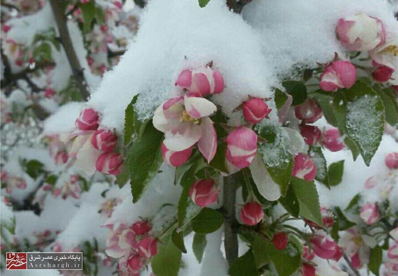 سرمازدگی؛ بلای دسترنج باغداران/ برف بهاری میوه‌های دماوند را چید