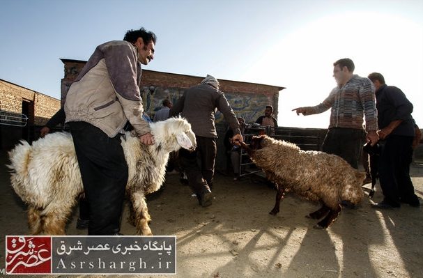 استقرار ۱۰ جایگاه عرضه دام به مناسبت عید قربان در دماوند و پردیس/ با مراکز کشتار غیرمجاز دام برخورد جدی می‌شود