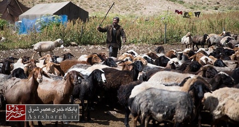عشایر دماوند سالانه ۶ هزار تن گوشت قرمز تولید می کنند/ دماوند ۳۸۰ خانوار عشایر مقیم و میهمان دارد/ ۲۵۰ کیلومتر راه عشایری در دماوند بازسازی شد