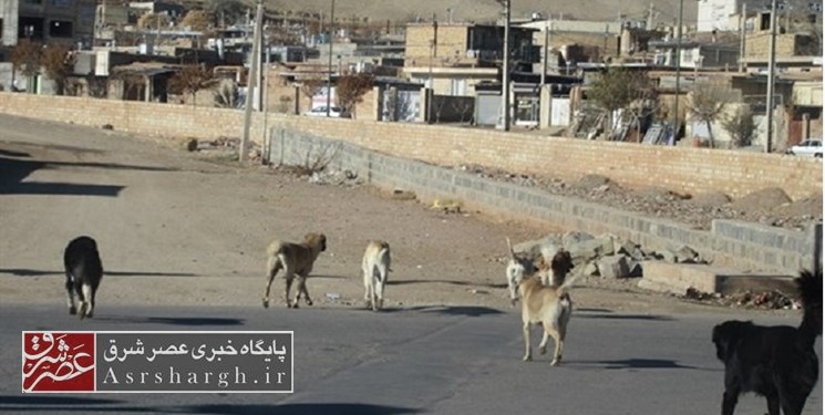 لزوم جمع‌آوری و ساماندهی سگ‌های بلاصاحب بخش رودهن
