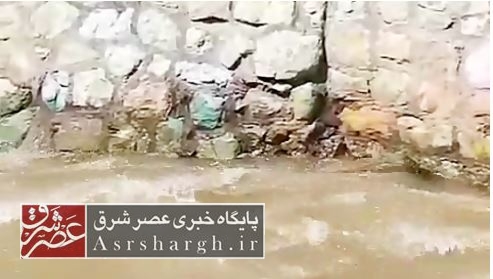 فیلم| پرندهای عجیب در رودخانه دماوند!