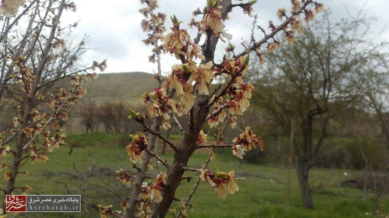 سرما باز هم محصولات باغات دماوند و فیروزکوه را سیاه کرد+ تصاویر