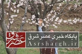 خسارت ۱۰۰ درصدی سرمازدگی ۳ محصول باغی در دماوند