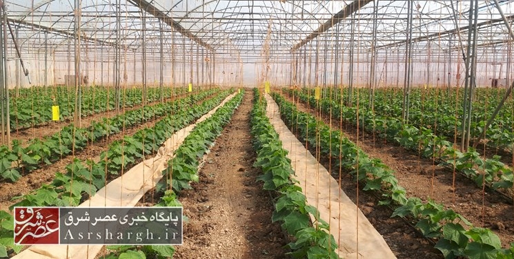 فعالیت ۳۵ واحد تولید محصولات گلخانه‌ای در دماوند/ پرداخت ۵۲ میلیارد ریال تسهیلات برای کشت گلخانه