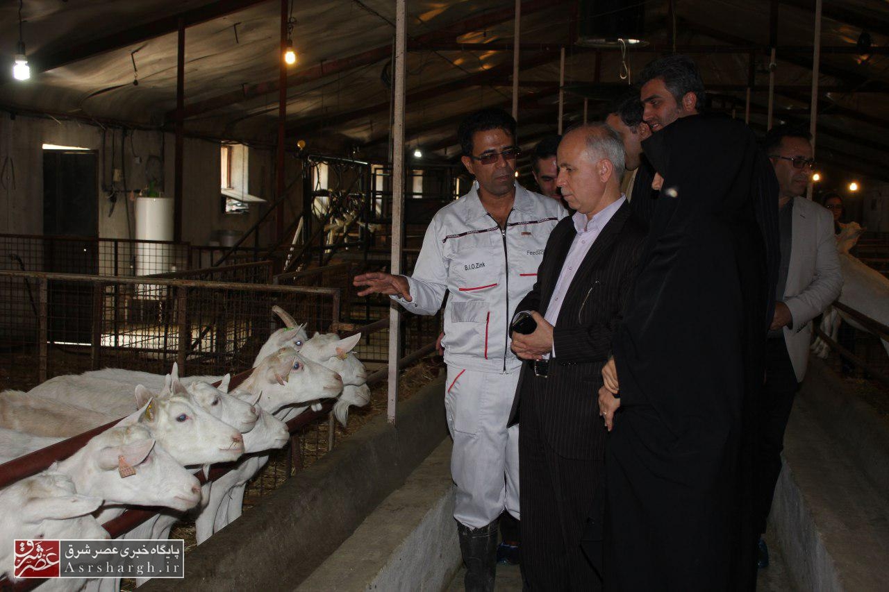 بررسی مشکلات ۳ واحد تولیدی در دماوند/ گاز عمده‌ترین مشکل برخی تولیدی‌ها+ تصاویر