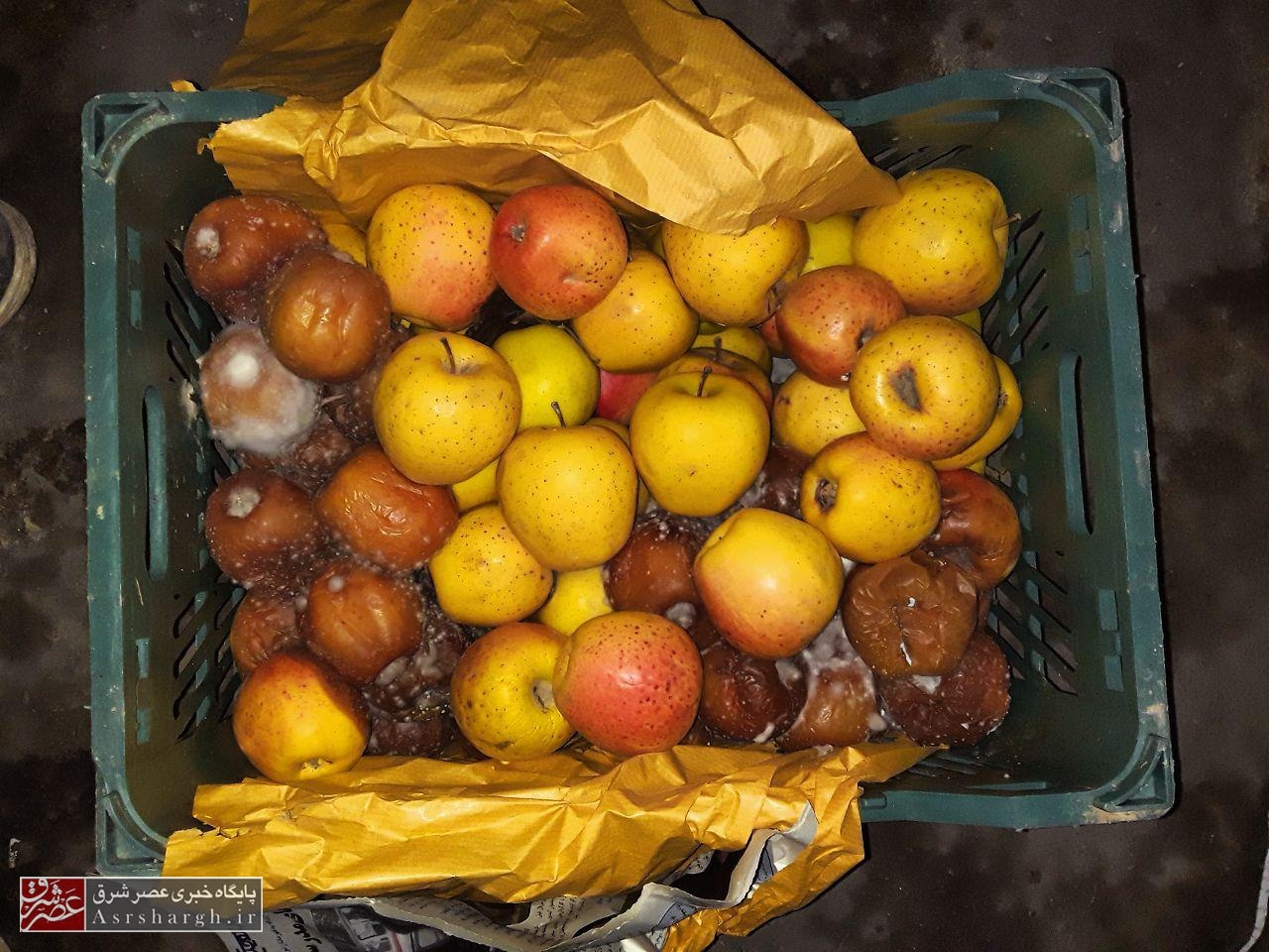 فاسد شدن «یک‌هزار تن» سیب درختی در دماوند! + تصاویر