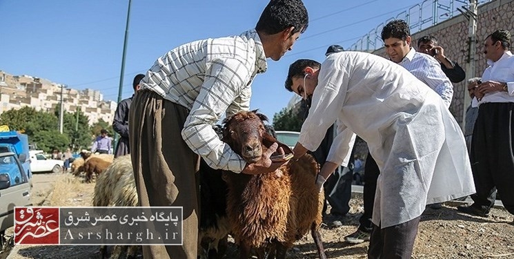 استقرار ۹ جایگاه عرضه دام در دماوند و پردیس