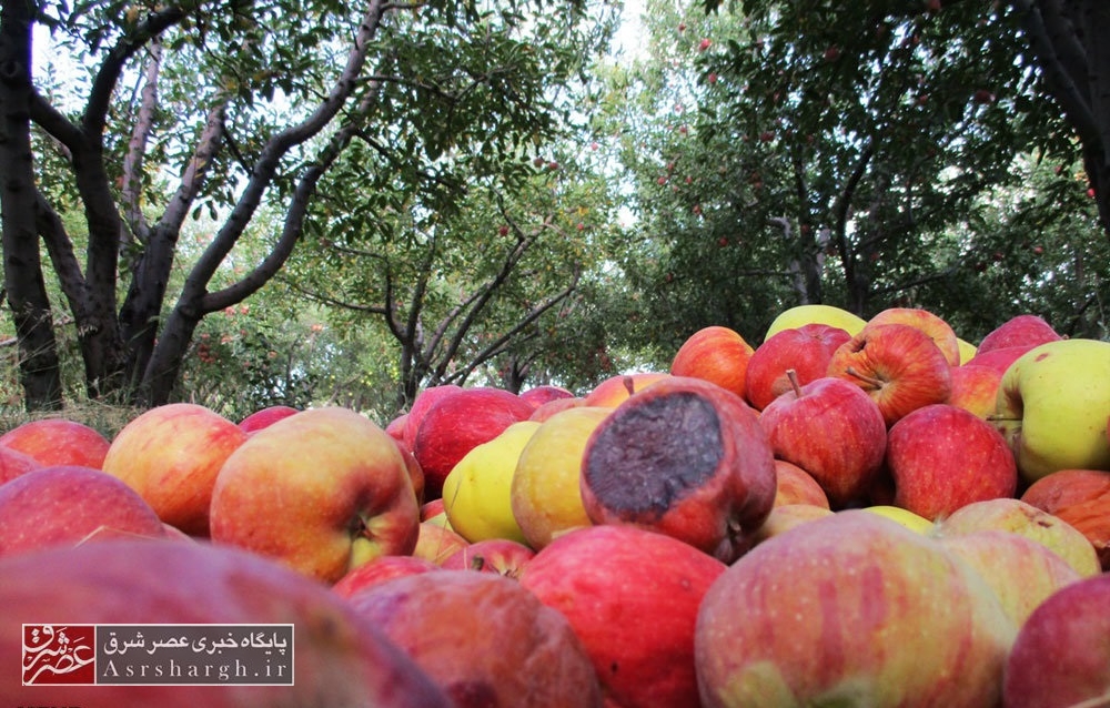 مقصر نابودی سیب در سردخانه‌های دماوند ستاد تنظیم بازار است