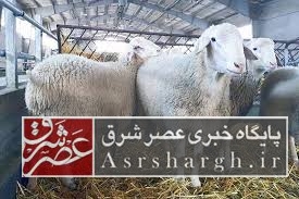 اجرای طرح اصلاح نژاد ۳۵۰ رأس دام سبک در دماوند