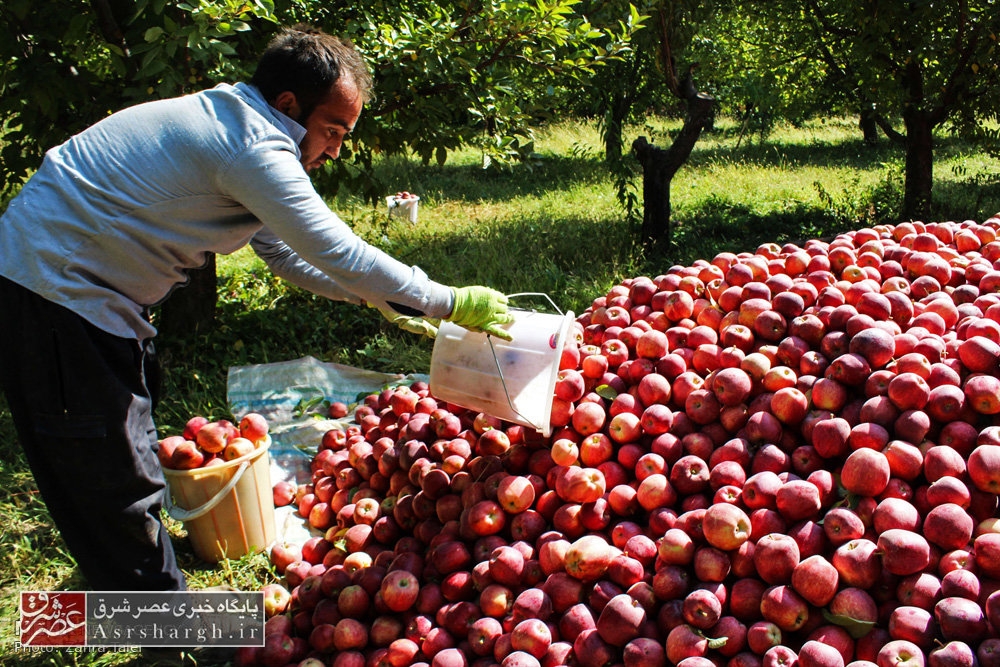 آغاز برداشت سیب درختی پاییزه در دماوند/ نارضایتی باغداران از ارزانی قیمت سیب