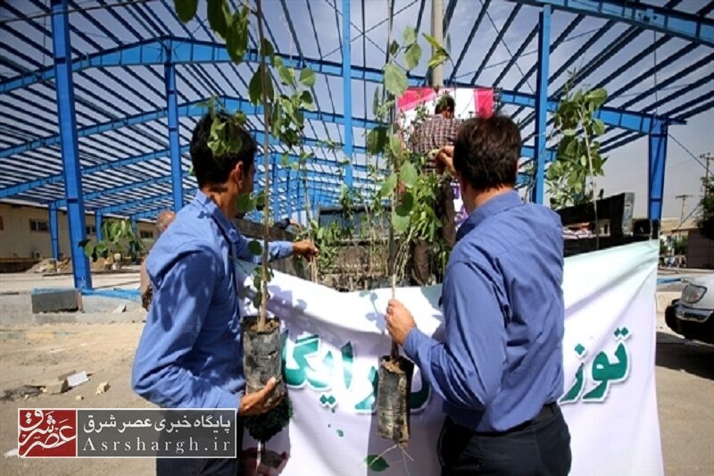 ۱۰ هزار اصله درخت در دماوند توزیع می‌شود