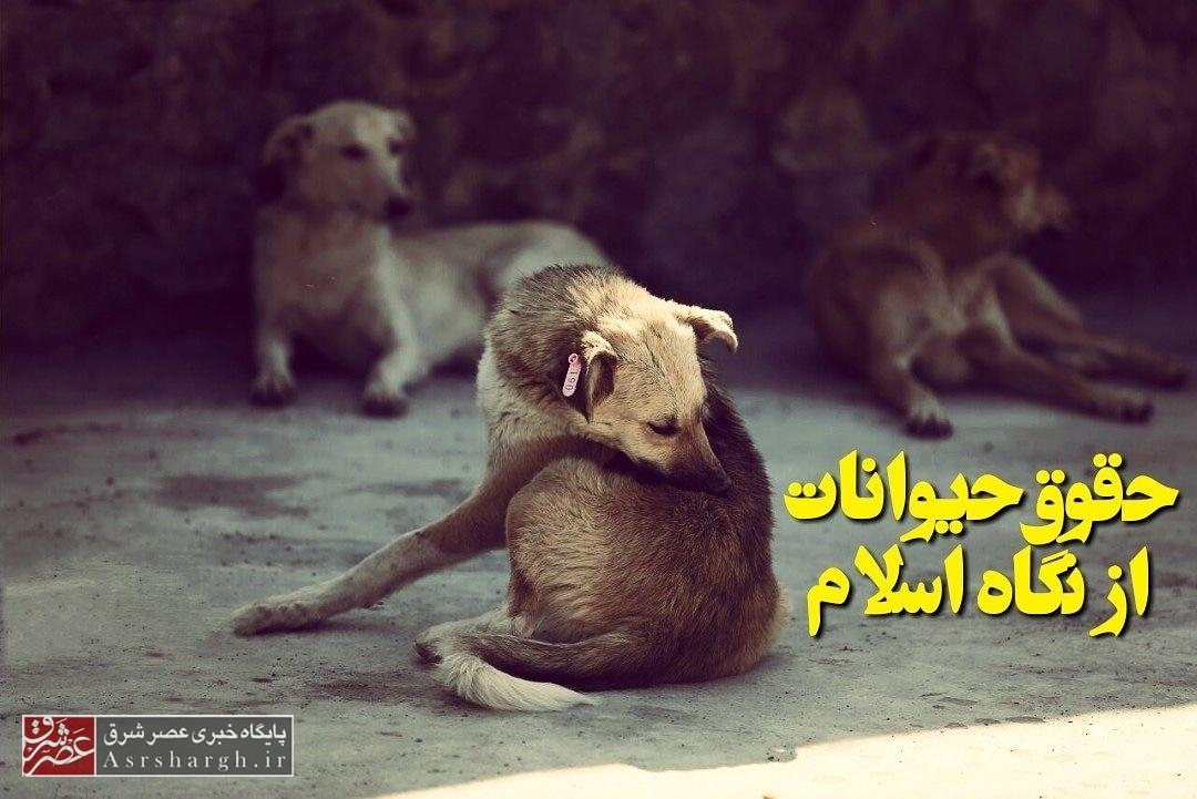 حقوق حیوانات از نگاه اسلام/ کشتار سگ‌ها برخوردی اسلامی یا ایرانی است؟!