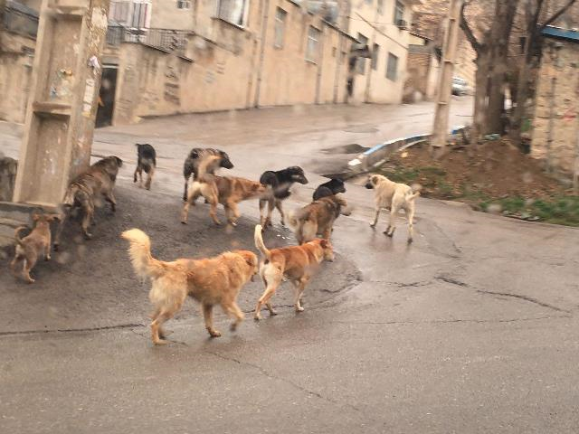 سریال جولان سگ‌های بدون صاحب در دماوند/ سگ‌ها امان مردم را بریدند!