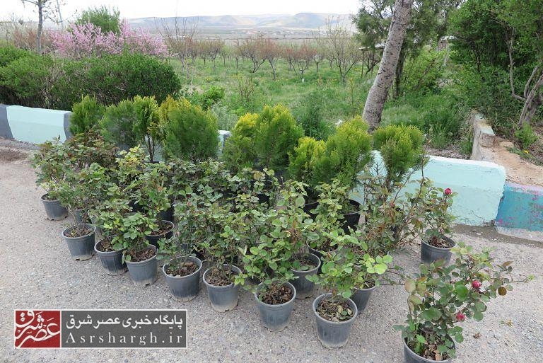 صدور حکمی جالب در دادگاه دماوند؛ کاشت نهال به جای حبس در زندان