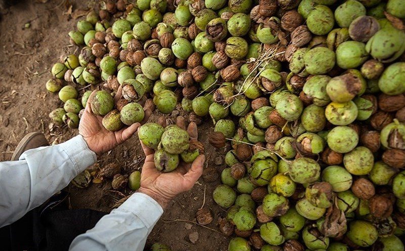 افزایش ۵۰ درصدی قیمت گردو در دماوند/ برخی گردوی بیکیفیت را به نام دماوند عرضه میکنند