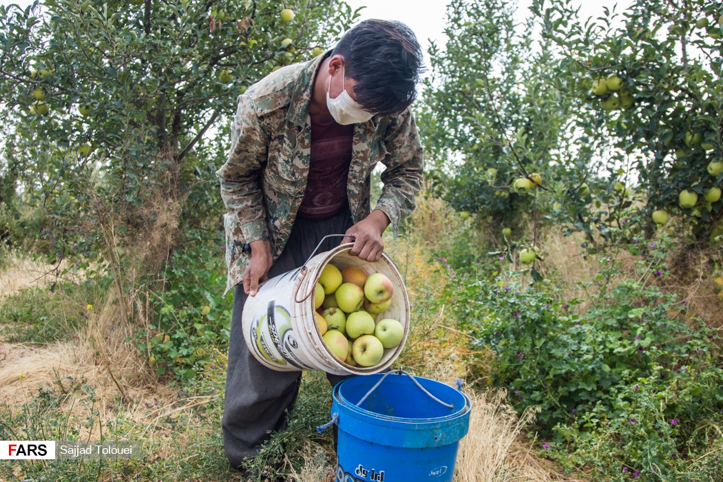 گزارش تصویری| حال و هوای برداشت سیب در دماوند