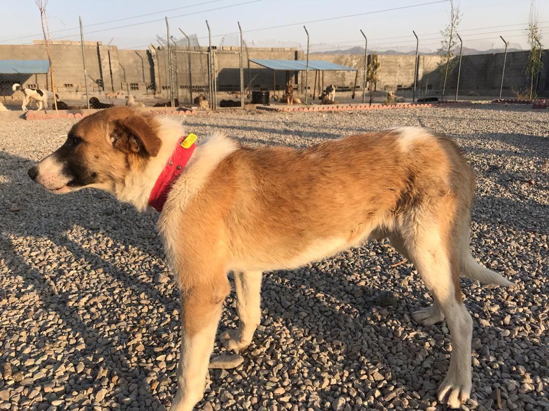 کنترل و ساماندهی حیوانات ناقل بیماری به انسان در شرق استان تهران/ ۱۵۰ قلاده سگ پس از سالمسازی به چرخه زندگی بازگشتند