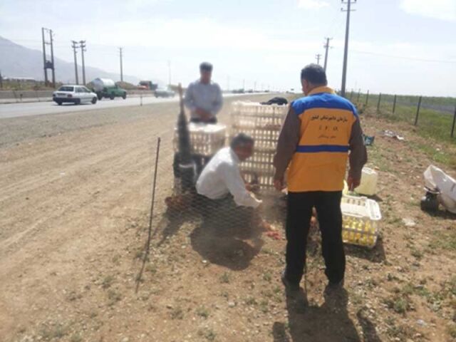 ۴۲ هزار قطعه طیور بومی دماوند علیه نیوکاسل واکسینه شدند