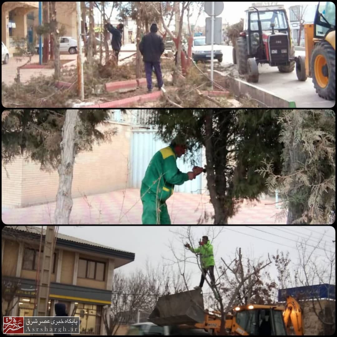 آغاز عملیات هرس درختان فضای سبز در شهر آبسرد/ رفع سد معبر با همکاری پلیس راهور اجرا شد