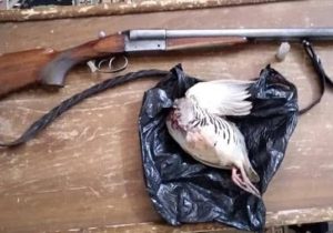 دستگیری شکارچی غیرمجاز در منطقه ممنوعه کوهسفید دماوند