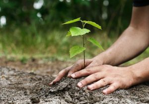 آغاز کاشت گل و درختچه در عرصه‌های کیلان/ احداث پارک‌های محلی در دستور کار است