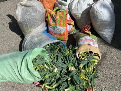 توقیف یک دستگاه خودرو حامل ۱۵۰ کیلوگرم گیاهان مرتعی در رودهن+ تصاویر