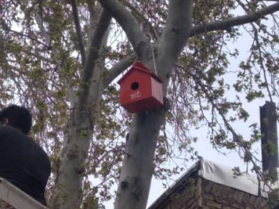 نصب آشیانه برای پرندگان در شهر دماوند+ تصاویر