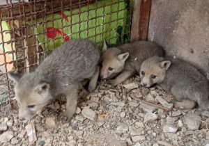 تحویل ۳ توله روباه به محیط زیست دماوند/ طبیعتگردان از جابهجایی حیاتوحش خودداری کنند