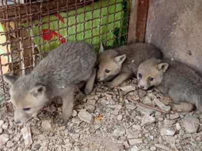 تحویل ۳ توله روباه به محیط زیست دماوند/ طبیعت‌گردان از جابه‌جایی حیات‌وحش خودداری کنند