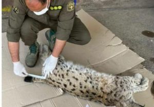 تلف شدن یک گربه «وَشَق اوراسیایی» در دماوند+ تصاویر