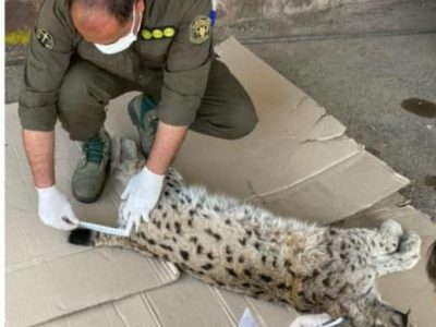 تلف شدن یک گربه «وَشَق اوراسیایی» در دماوند+ تصاویر