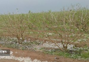 باغداران دماوندی چشمانتظار دریافت خسارت تگرگزدگی/ ۵ تا ۷ میلیون تومان غرامت برابر خسارت ۸۰ درصدی!