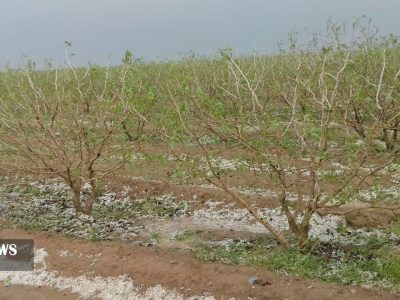 باغداران دماوندی چشمانتظار دریافت خسارت تگرگزدگی/ ۵ تا ۷ میلیون تومان غرامت برابر خسارت ۸۰ درصدی!
