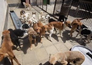 ادعای کشتار ۱۷۰۰ سگ در گندک دروغ است/ عدهای با حمله گستاخانه و بیادبانه درصدد مانع انجام وظایف قانونی مسئولان هستند/ تمرکز برخی با ایجاد کمپینها کسب منافع مادی بیشتر است