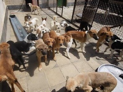 ادعای کشتار ۱۷۰۰ سگ در گندک دروغ است/ عده‌ای با حمله گستاخانه و بی‌ادبانه درصدد مانع انجام وظایف قانونی مسئولان هستند/ تمرکز برخی با ایجاد کمپین‌ها کسب منافع مادی بیشتر است