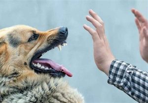 رژه سگ‌های بی‌صاحب روی اعصاب مردم دماوند/ معمای سگ‌های بی‌صاحب کی حل می‌شود؟