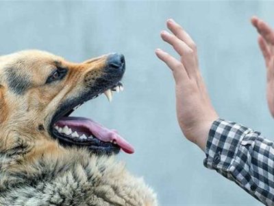 رژه سگهای بیصاحب روی اعصاب مردم دماوند/ معمای سگهای بیصاحب کی حل میشود؟